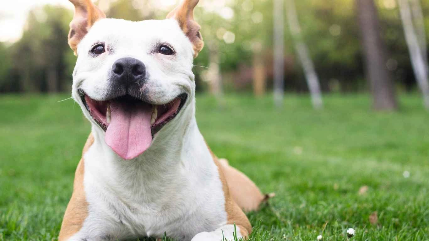 Happy dog eating healthy food