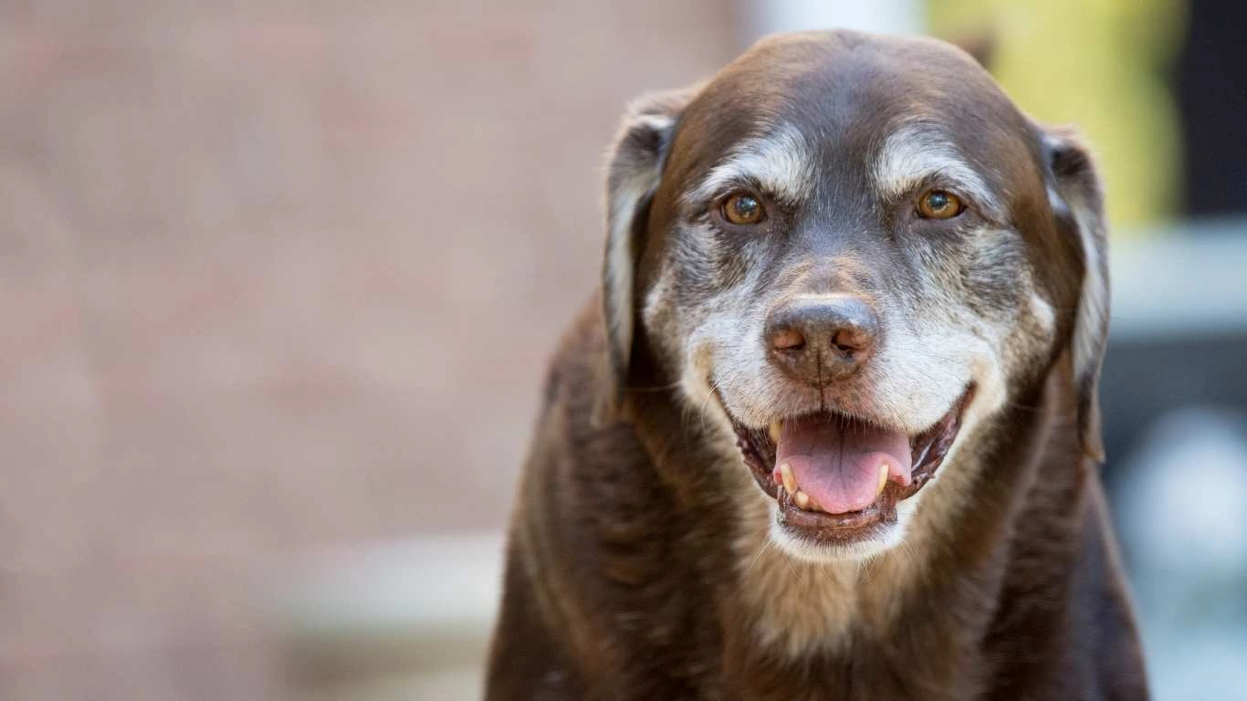 Happy dog with apple and pear slices nearby